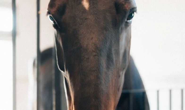 Wynajęłam pokój nieznajomej – i straciłam wszystko, co kochałam