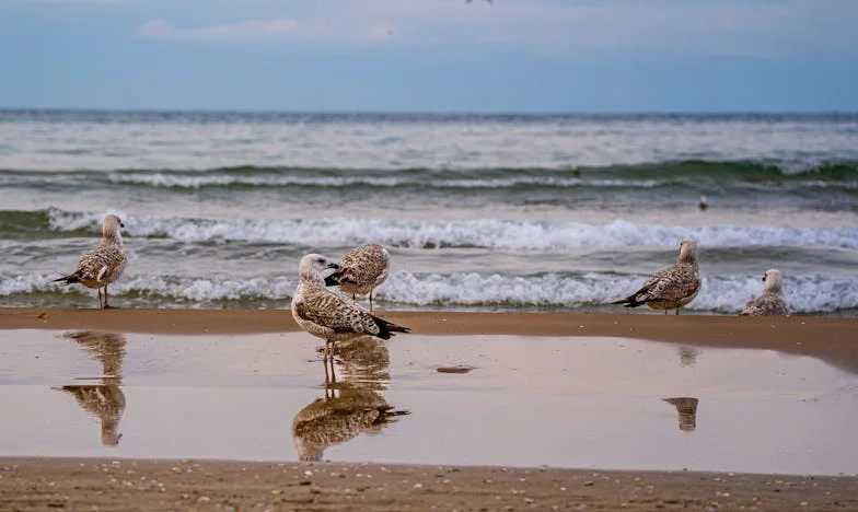 Zaskakujący powrót mojej teściowej ze szpitala: Tajemnica, która zmieniła naszą rodzinę