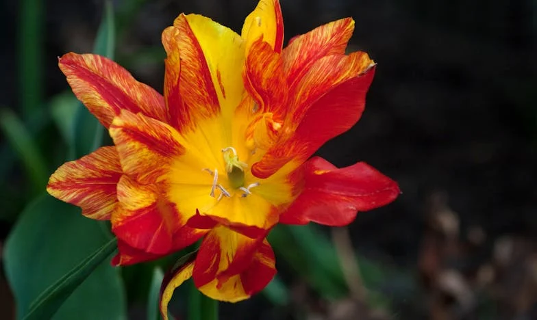 Moja teściowa rządzi naszym życiem — czy jeszcze mamy szansę na własną rodzinę?