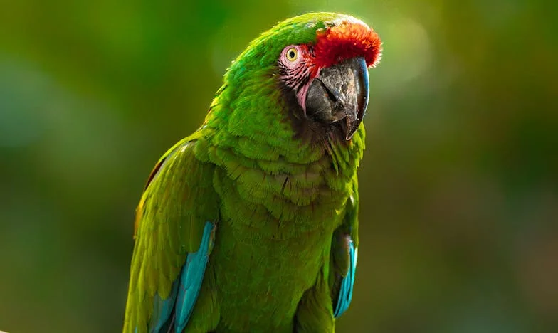 Ogród Niewypowiedzianych Słów: Jak Nasz Raj Stał Się Polem Bitwy Rodzinnych Emocji