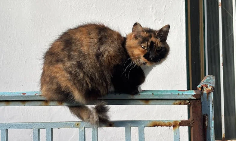 Ślub mojej siostry nas podzielił: Odkąd babcia zamieszkała z nami, nic już nie jest takie samo