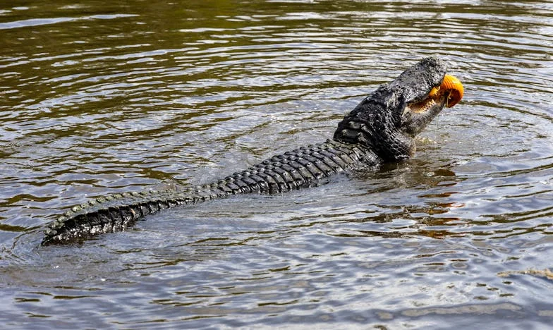 W cieniu geniusza: Jak nauczyłam się leczyć stare rany w rodzinie Kowalskich