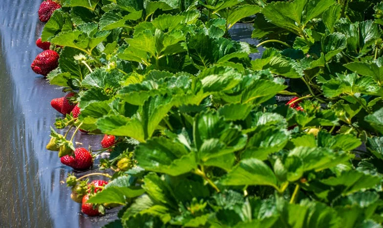 Wigilia, która zmieniła wszystko: Jak powiedziałam "nie" mojej teściowej