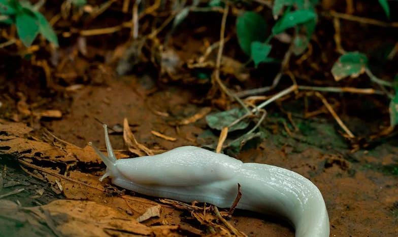 Gdy wyszłam za maminsynka: Prawda o naszej bezdzietności
