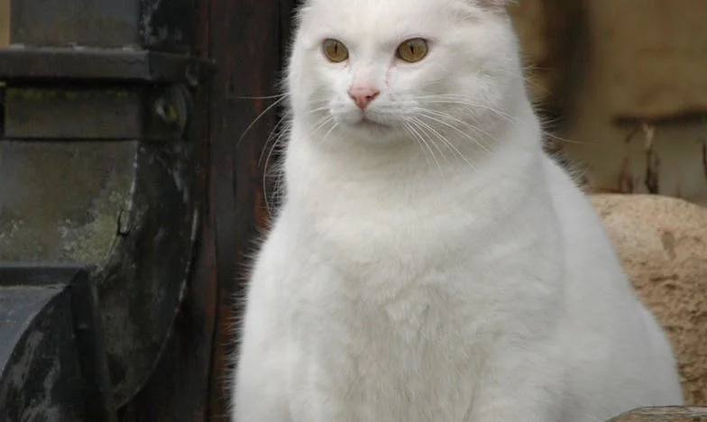 „Nie przyjdziecie na mój ślub”. Dziadek Jan po śmierci babci Marii poślubił sąsiadkę i odciął nas wszystkich