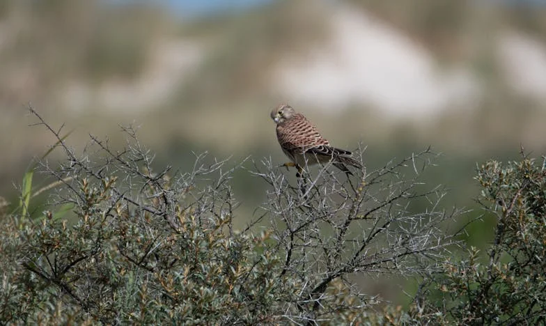 Wesele syna, a serce matki niepokojem przepełnione…
