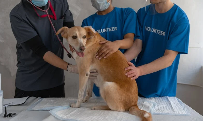 „Córeczko” — mówił do mnie kot. A ja byłam jego żoną. Dramat, który zaczął się od żartu