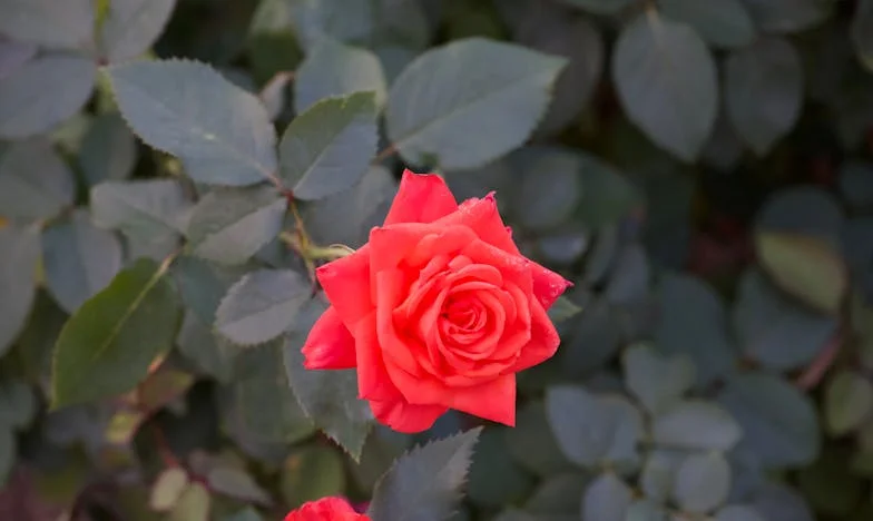 Moje życie w kłamstwie: Jak w wieku 65 lat odkryłam, kim naprawdę jestem