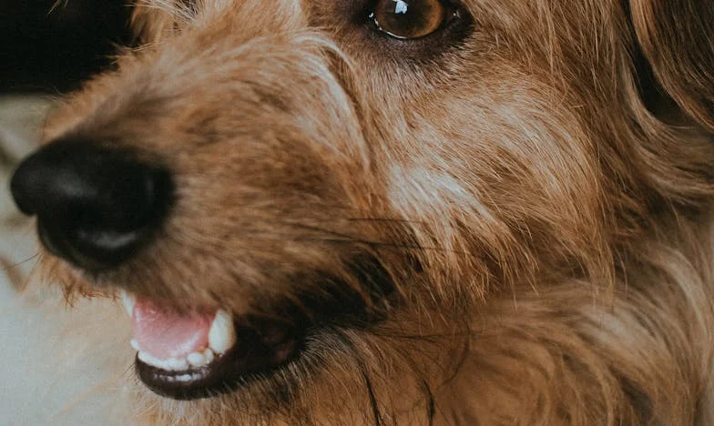 „Nie masz dzieci, więc pomóż naszej mamie!” – Jeden telefon zmienił wszystko i już nie wiem, kim jestem w swoim własnym życiu