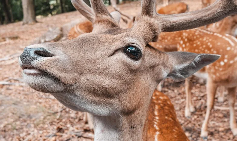 Nie spiesz się z weselem, Marto! – Ucieczka panny młodej od toksycznej rodziny narzeczonego