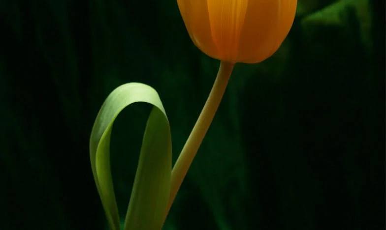 Testament nad Bałtykiem: kiedy rodzina rozdziera serce