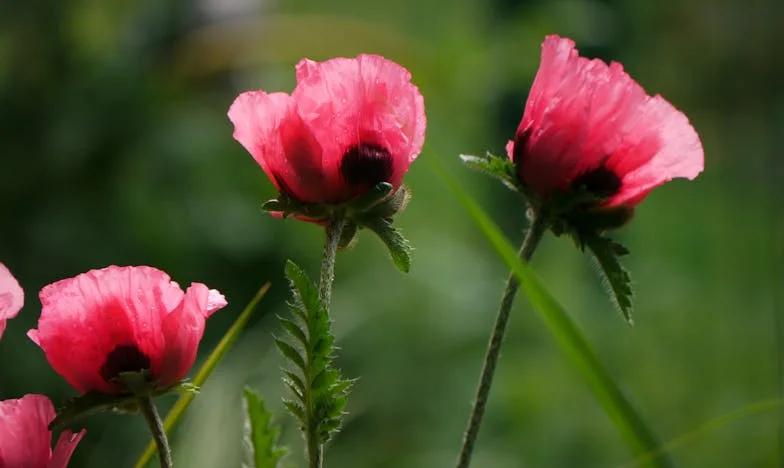 Czy mam jej powiedzieć prawdę, że mój syn jej nie kocha?