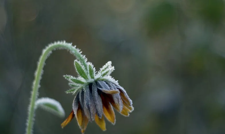 „Nie chcę już milczeć”. Wigilia, która prawie rozbiła moją rodzinę przez Ilonę