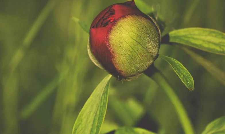 „Nie mówcie mi o litości” — stary pies i moja cicha misja, żeby nie rozsypał się cały dom