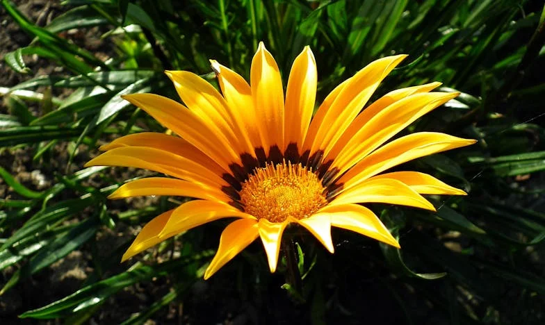 Ojciec wyszedł z domu w wieku sześćdziesięciu lat. Mama dała mu pół roku wolności — i wrócił jako inny człowiek.