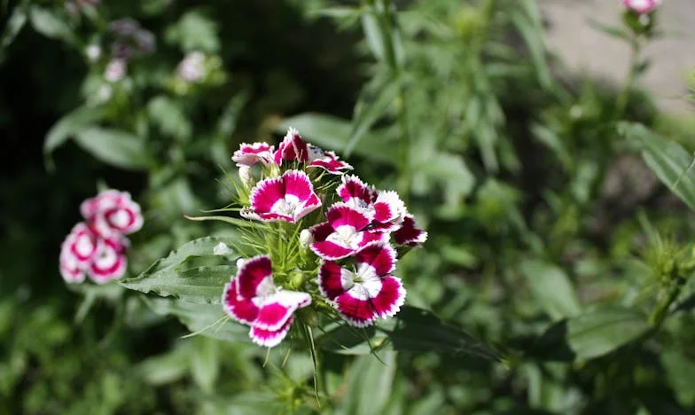 Poranny niespodzianka: znalezisko w śmietniku