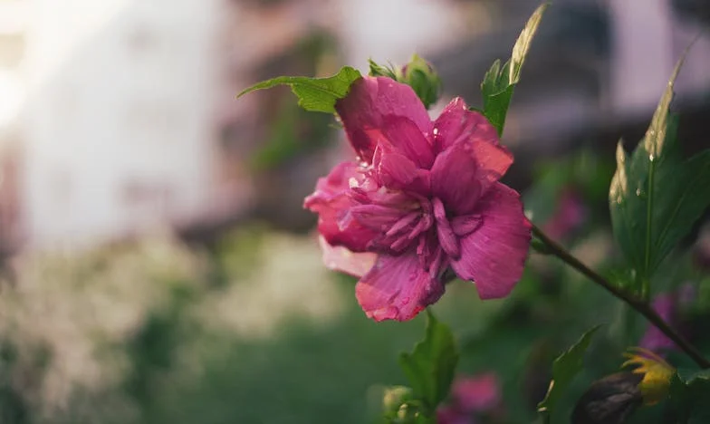 Urodziny, które zmieniły wszystko: postawiłam granice rodzinie męża i zapłaciłam za to ciszą