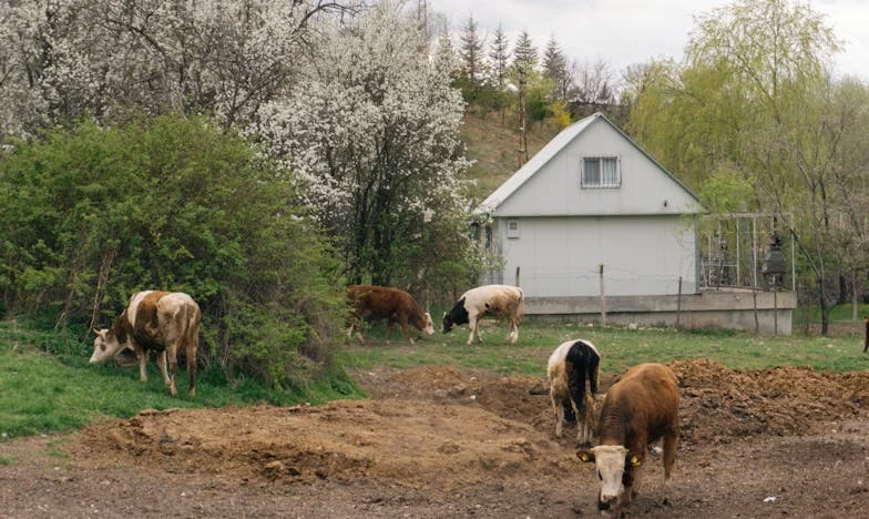 Tulipany z bazaru i milczenie w nocy: Opowieść o utraconym zaufaniu