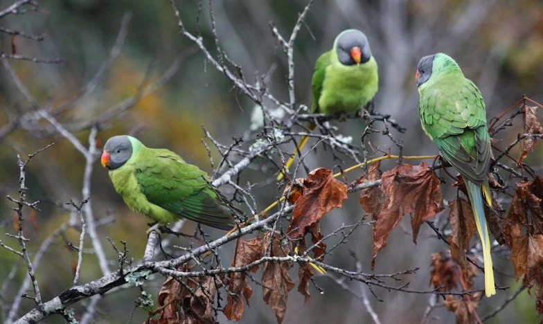 Als de Stilte Schreeuwt: Het Onvertelde Verhaal van Patricia en Alexander