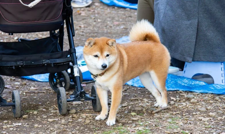 De Onthulling: Hoe Mijn Schoonzoon Onze Familie Verwoestte