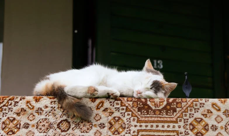De Onthulling van een Verborgen Leven: Het Verhaal van Mijn Vader