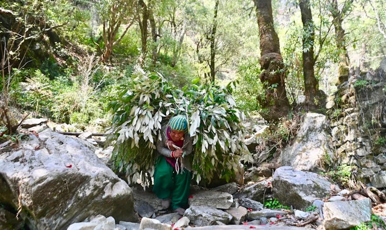 De Onuitgenodigde Gast aan de Rand van het Bos