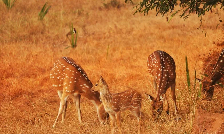 De Onverwachte Liefde van Isaac: Een Experiment met Gevolgen