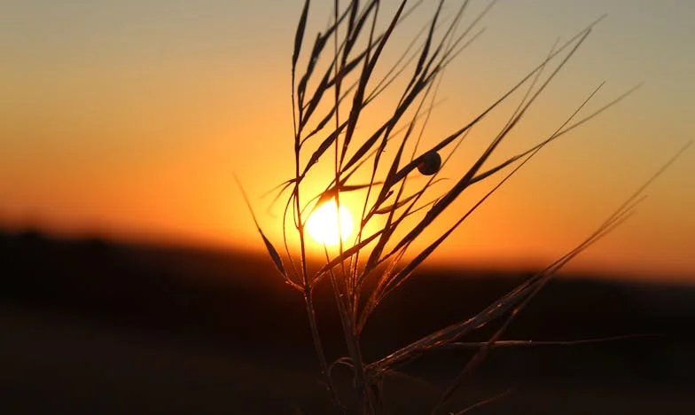 De Onverwachte Terugkeer naar het Platteland