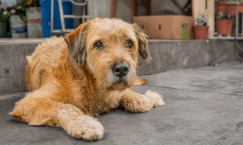 De Onverwachte Wendingen van Liefde en Authenticiteit