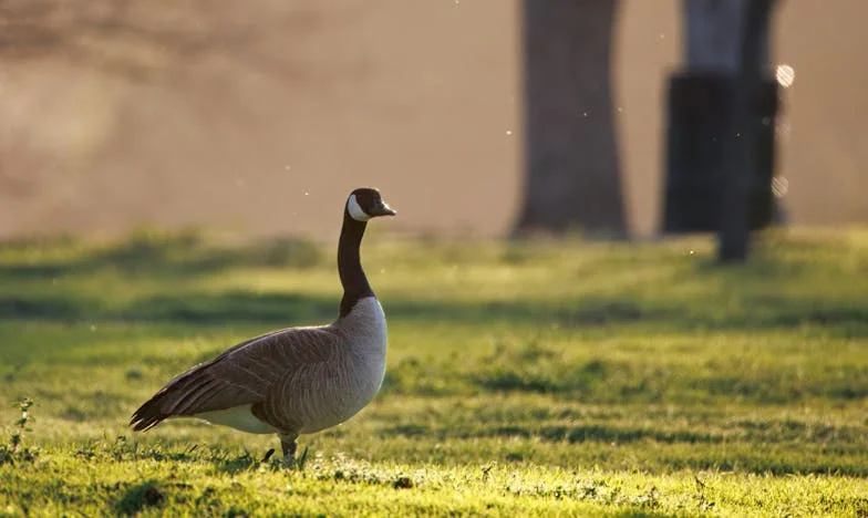 Het Geheim Achter Zijn Gezouten Koffie