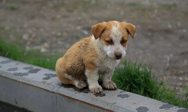 Onder het Oppervlak: Het Verhaal van Marieke van Dijk
