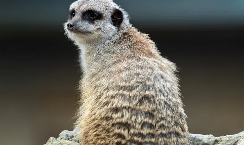 Onder het Vergrootglas van Mijn Moeder: Het Breekpunt