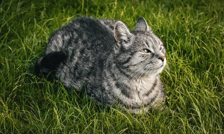De Leugens van Mijn Dochter: Een Moederhart in Tweestrijd