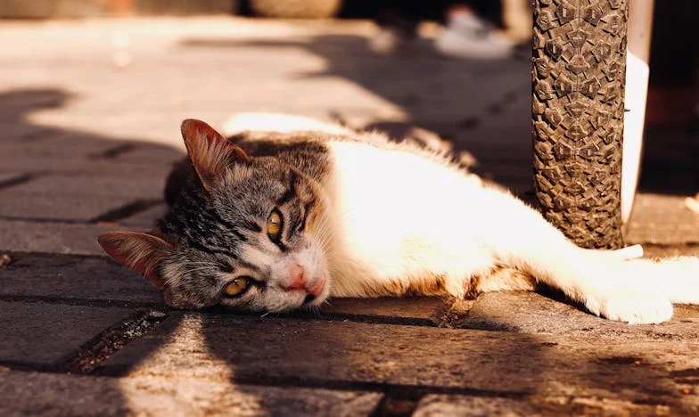 Dertien jaar weg: Hoe ik mijn gezin bijna verloor en weer terugvond