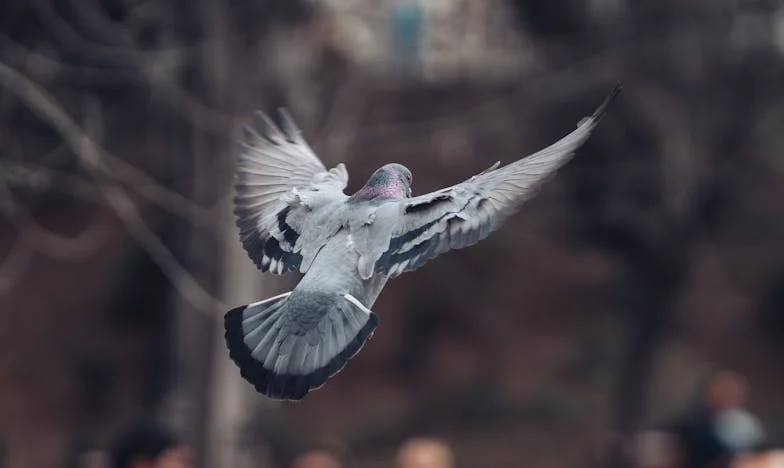 Mijn Wraakplan: Tussen Schoonmoeder en Schoondochter