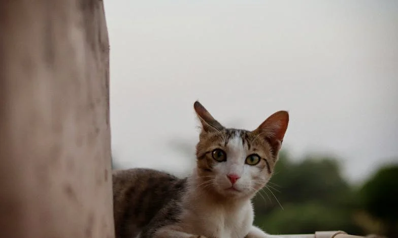 Toen Mijn Moeder Zeventig Werd: Een Thuiskomst Vol Spanning