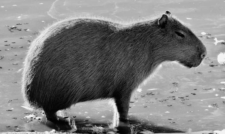 Tot Mijn 48e Was Mijn Leven Niet Van Mij: Een Moeder Uit Amersfoort Vertelt