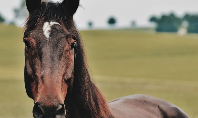 De Onzichtbare Last van Verwachtingen: Mijn Moeder, Mijn Schuldgevoel
