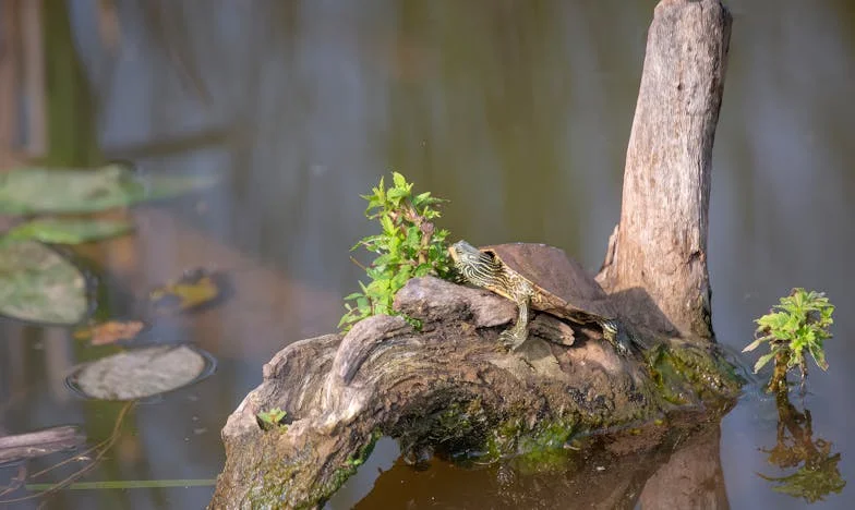 De Prijs van Opgeven: Het Verhaal van Marloes van Dijk