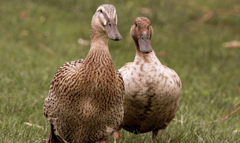 Help! Mijn vriend heeft me verlaten terwijl ik zwanger ben