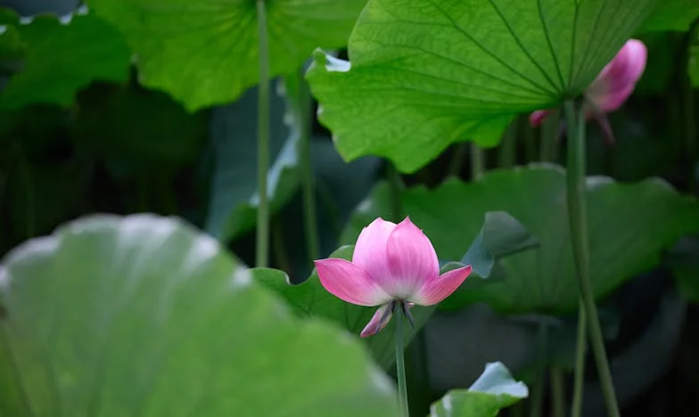 In de Schaduw van mijn Schoonmoeder – Tien Jaar Strijd om Familiegeluk