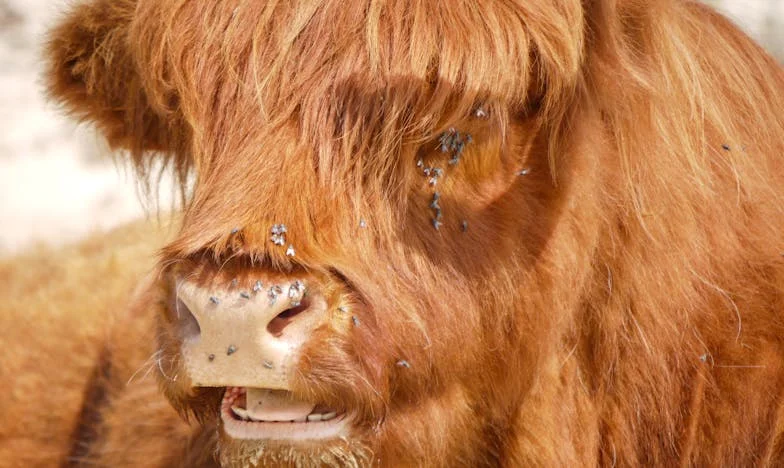 “Je Moet Uit Je Eigen Huis!”: Hoe Mijn Dochter Ons Ons Thuis Uitzette