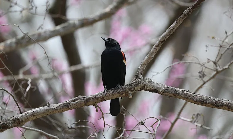 Mijn schoonmoeder zegt dat ze haar kleinkinderen mist, maar wil nooit oppassen