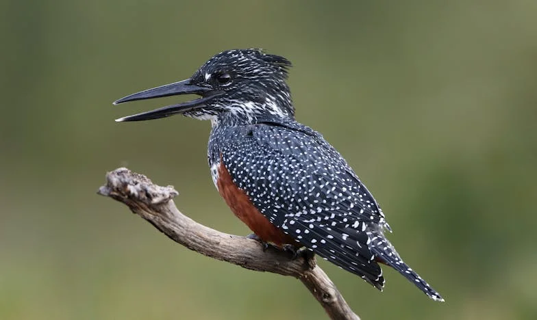 Na vijfentwintig jaar huwelijk vond ik berichten van een andere vrouw op de telefoon van mijn man – en alles bleek anders dan ik dacht
