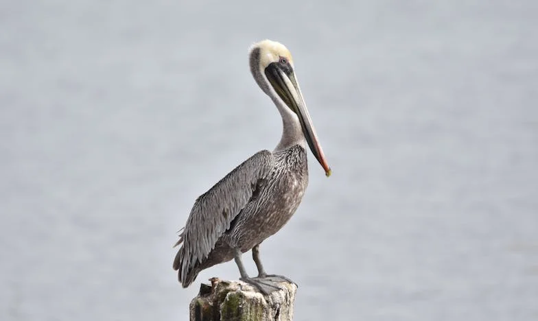 Onder de Schaduw van Mijn Vader: Een Levensverhaal uit Rotterdam