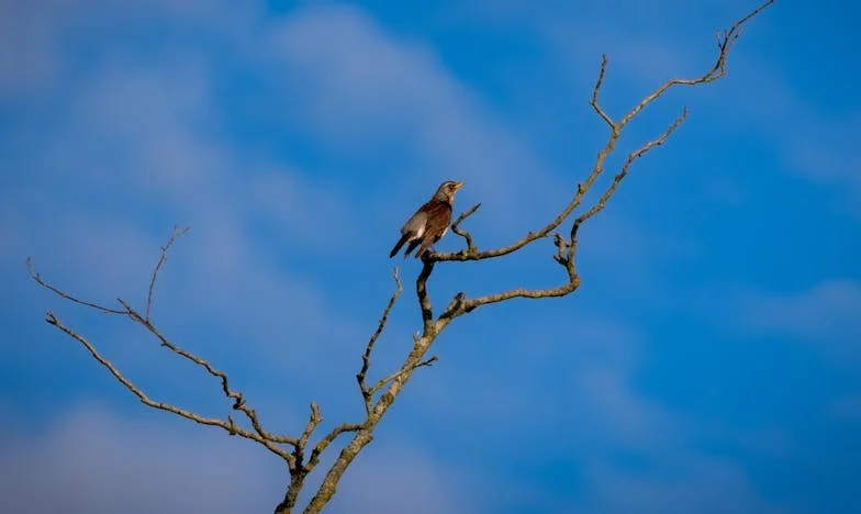 Onder het Oppervlak van Stilte: Het Verhaal van een Moeder en haar Zoon