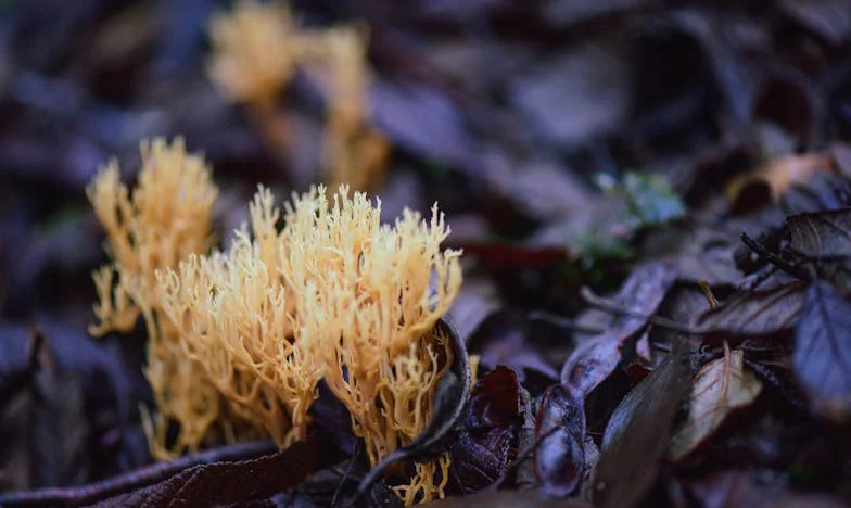 “Over het testament vochten we alsof we nooit familie waren geweest”: Toen papa stierf, veranderde mijn broer in een vreemde