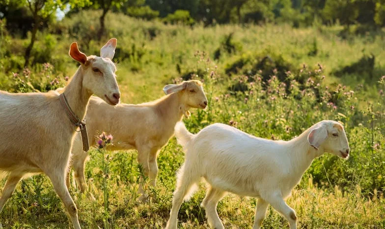 Wanneer je thuis niet meer je thuis is: het verhaal van Maria