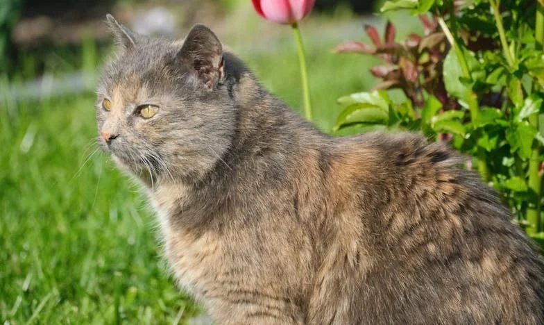 “Dat is vrouwenwerk, jij doet het maar”: Hoe mijn zoon van zeven mijn wereldbeeld op z’n kop zette