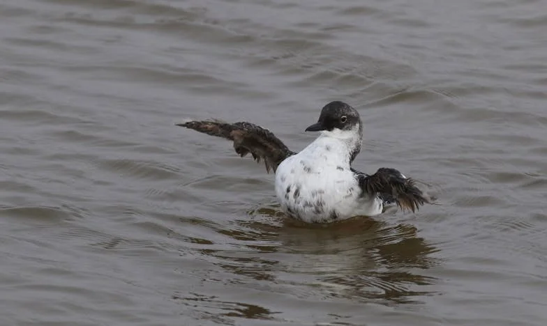 De dag dat de kinderen aan tafel gingen: een vergeten moment dat alles veranderde